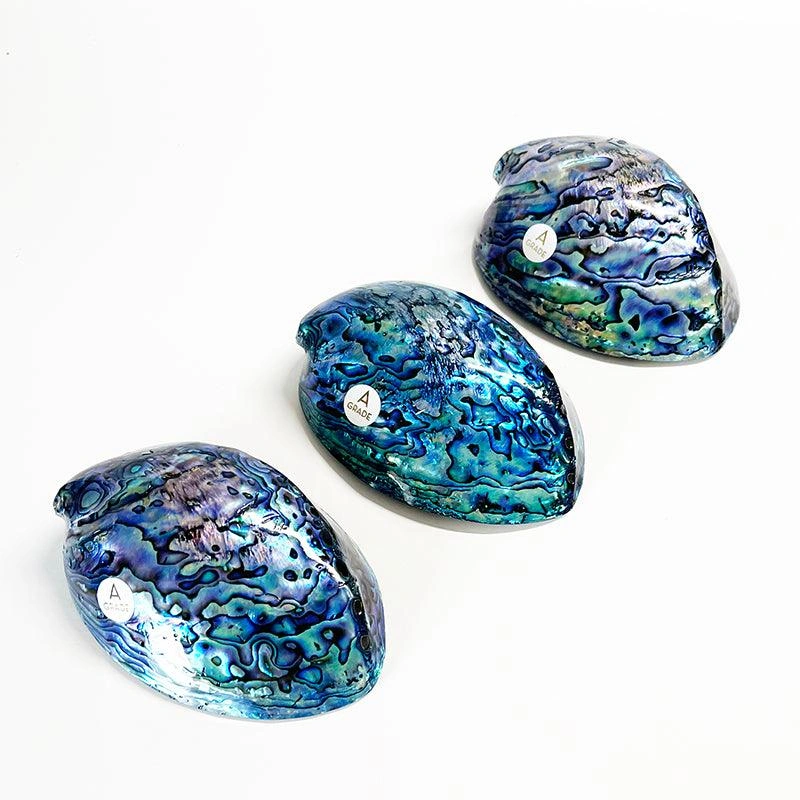 NZ Paua Shell: 12cm of A-Grade Beauty! A Coastal Treasure for Your Collection.